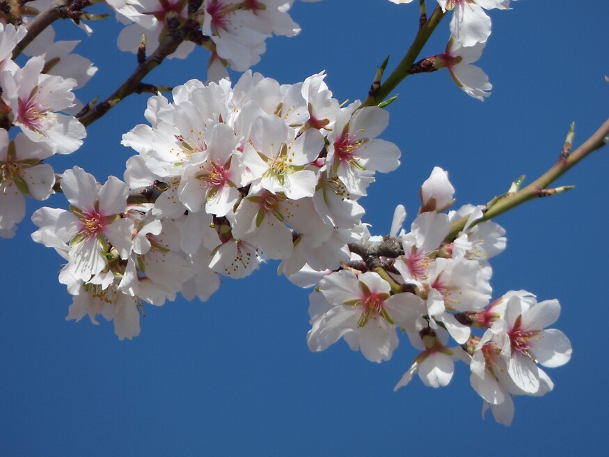 Almond-Blossoms-2088732-1920